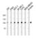 Angiotensin I Converting Enzyme 2 antibody, abx034794, Abbexa, Western Blot image 
