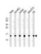 Profilin 1 antibody, 61-323, ProSci, Western Blot image 