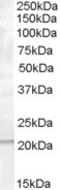 Protein Tyrosine Phosphatase 4A1 antibody, EB05243, Everest Biotech, Western Blot image 