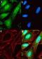 Metadherin antibody, 701171, Invitrogen Antibodies, Immunofluorescence image 