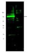HIF3-alpha antibody, NBP1-03155, Novus Biologicals, Immunocytochemistry image 
