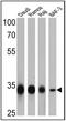 CD20 antibody, PA5-16701, Invitrogen Antibodies, Western Blot image 