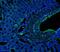 Melanoma Cell Adhesion Molecule antibody, A01683, Boster Biological Technology, Immunofluorescence image 