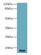 Chromosome 16 Open Reading Frame 87 antibody, A65702-100, Epigentek, Western Blot image 