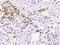 Glycophorin C (Gerbich Blood Group) antibody, 15627-T60, Sino Biological, Immunohistochemistry frozen image 