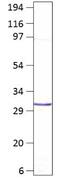 Aquaporin 8 antibody, GTX47812, GeneTex, Western Blot image 