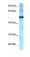 Sedoheptulokinase antibody, orb325942, Biorbyt, Western Blot image 