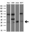 SIX Homeobox 1 antibody, M01938, Boster Biological Technology, Western Blot image 