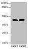 Neuromedin U Receptor 1 antibody, CSB-PA884509LA01HU, Cusabio, Western Blot image 