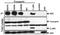 PYD And CARD Domain Containing antibody, A00362, Boster Biological Technology, Western Blot image 
