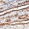 Ldc antibody, AF2846, R&D Systems, Immunohistochemistry paraffin image 