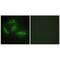 Cyclin Dependent Kinase Like 4 antibody, PA5-49836, Invitrogen Antibodies, Immunofluorescence image 