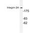 Integrin Subunit Beta 4 antibody, LS-C176641, Lifespan Biosciences, Western Blot image 