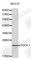 Teratocarcinoma-Derived Growth Factor 1 antibody, A1065, ABclonal Technology, Western Blot image 