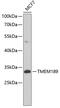 Transmembrane Protein 189 antibody, GTX32926, GeneTex, Western Blot image 