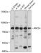 ATP Binding Cassette Subfamily G Member 4 antibody, 15-621, ProSci, Western Blot image 
