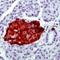 Chromogranin A antibody, LS-C88743, Lifespan Biosciences, Immunohistochemistry frozen image 
