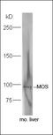 MOS Proto-Oncogene, Serine/Threonine Kinase antibody, orb101270, Biorbyt, Western Blot image 