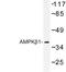 Protein Kinase AMP-Activated Non-Catalytic Subunit Beta 1 antibody, LS-C176651, Lifespan Biosciences, Western Blot image 