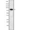 Elongin A antibody, abx218917, Abbexa, Western Blot image 