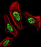 Nuclear Receptor Subfamily 2 Group C Member 2 antibody, LS-C158422, Lifespan Biosciences, Immunofluorescence image 