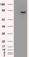 GLGB antibody, LS-C114878, Lifespan Biosciences, Western Blot image 