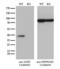 Alcohol Dehydrogenase 5 (Class III), Chi Polypeptide antibody, LS-C794951, Lifespan Biosciences, Western Blot image 