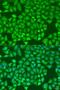 CCCTC-Binding Factor antibody, LS-C331282, Lifespan Biosciences, Immunofluorescence image 