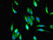 Metallophosphoesterase Domain Containing 1 antibody, LS-C376123, Lifespan Biosciences, Immunofluorescence image 