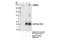 Non-SMC Condensin II Complex Subunit D3 antibody, 13473S, Cell Signaling Technology, Immunoprecipitation image 