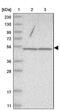 WD repeat-containing protein 85 antibody, PA5-54632, Invitrogen Antibodies, Western Blot image 