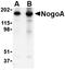 Survival Of Motor Neuron 2, Centromeric antibody, orb4991, Biorbyt, Western Blot image 