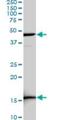 Lymphoid Enhancer Binding Factor 1 antibody, H00051176-M03, Novus Biologicals, Western Blot image 