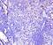 C-X-C Motif Chemokine Ligand 12 antibody, GTX02876, GeneTex, Immunohistochemistry paraffin image 