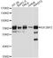 VICKZ family member 2 antibody, LS-C746794, Lifespan Biosciences, Western Blot image 