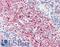 Sirtuin 2 antibody, LS-B3221, Lifespan Biosciences, Immunohistochemistry paraffin image 