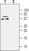 Cerebral Dopamine Neurotrophic Factor antibody, PA5-77542, Invitrogen Antibodies, Western Blot image 