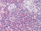 Interleukin 1 Receptor Associated Kinase 4 antibody, AP07319PU-N, Origene, Immunohistochemistry frozen image 