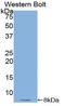 Thymosin Beta 4 X-Linked antibody, LS-C297667, Lifespan Biosciences, Western Blot image 