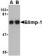 PR/SET Domain 1 antibody, MBS150269, MyBioSource, Western Blot image 