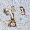 Growth Factor Receptor Bound Protein 2 antibody, LS-C334220, Lifespan Biosciences, Immunohistochemistry paraffin image 