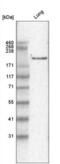 Laminin Subunit Gamma 1 antibody, NBP2-42395, Novus Biologicals, Western Blot image 