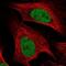 Minichromosome Maintenance Complex Component 5 antibody, NBP2-55587, Novus Biologicals, Immunocytochemistry image 