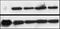 Suppressor Of Variegation 3-9 Homolog 1 antibody, NBP1-21367, Novus Biologicals, Western Blot image 