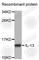 Interleukin 13 antibody, A2089, ABclonal Technology, Western Blot image 