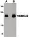 Cell Division Cycle 42 antibody, PA5-20764, Invitrogen Antibodies, Western Blot image 