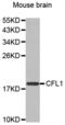 Cofilin 1 antibody, abx000779, Abbexa, Western Blot image 