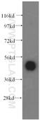 Ataxin-10 antibody, 15693-1-AP, Proteintech Group, Western Blot image 