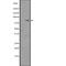 Integrin Subunit Beta 6 antibody, abx216266, Abbexa, Western Blot image 