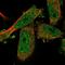 Arrestin Domain Containing 4 antibody, NBP1-81958, Novus Biologicals, Immunofluorescence image 